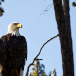 Eagle Sighting Sparks Hope for Big Bear Nest