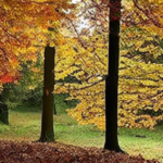 El Niño Signals Warmer, Wetter Autumn Forecast for the UK
