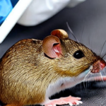 Stanford breakthrough: Mice model uses human brain cells to fight disease